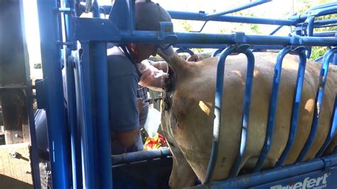 Artificial Insemination Of Cattle Xiv Region Of The Rivers Chile