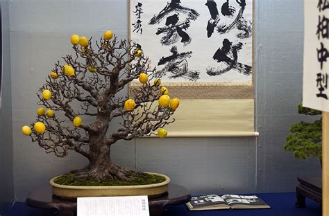 Bonsai Fruit Trees Are A Thing And Theyre Pretty Adorable Photos