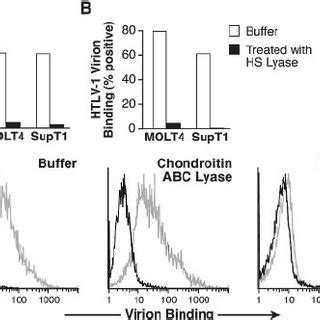 Expression Of Hspgs On The Cell Surfaces Of Cd T Cells A Cd T