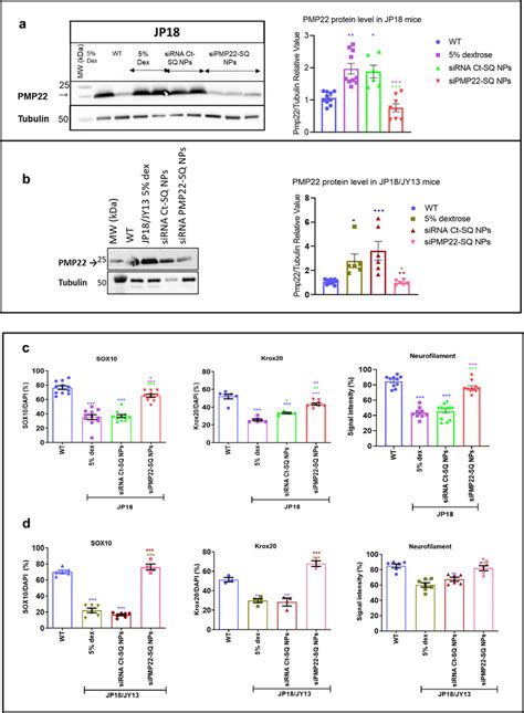 Sirna Pmp22 Sq Nps Inhibit Pmp22 Protein Expression And Download