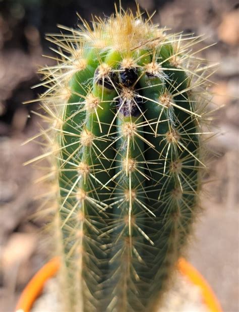 Black Spots On Cactus Try These 8 Remedies Succulent Alley