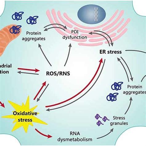 Mitochondrial Dysfunction And Oxidative Stress OS Are Tightly