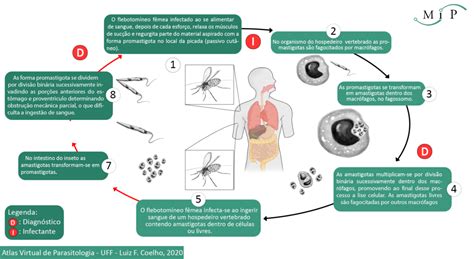 Atlas Virtual De Parasitologia