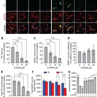 IDA Neurons Are Electrically Functional And Mature At DIV 18 A