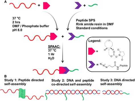 A Synthesis Pathway To Achieve DNApeptide Conjugates By Solution