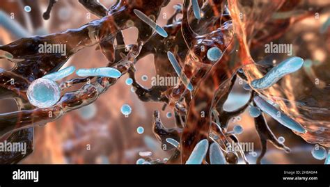 Spherical Bacteria And Rod Shaped Bacteria Inside Biofilm Illustration