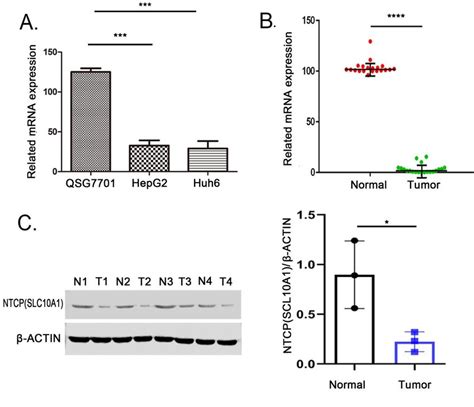 SLC10A1 Participated In The Regulation Of HB Cells Viability Apoptosis