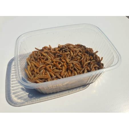 Tenebrio Molitor Live Mealworm Larvae