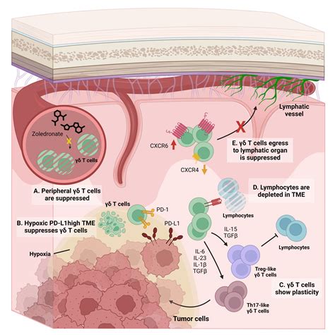 Frontiers γδ T cells as a potential therapeutic agent for glioblastoma