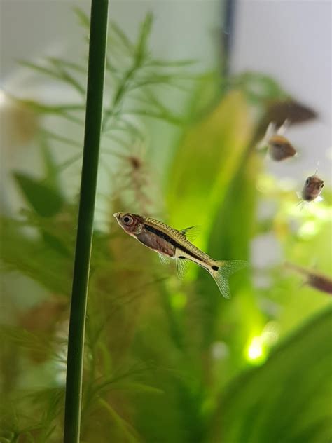 My Daylight Freshwater Tank Least Rasbora Settled In Advice On Sexing Them Swollen Bellies