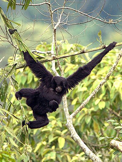 Siamang - Symphalangus syndactylus