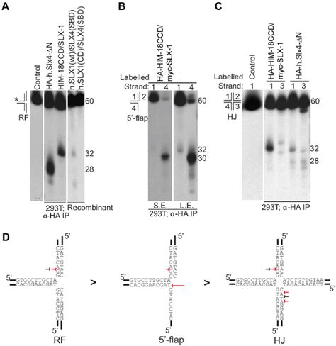 Cleavage Specificity Of The C Elegans Him Slx Complex A