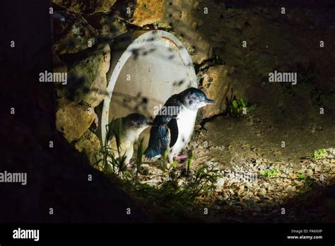 Blue Penguins at the Oamaru Blue Penguin Colony, Oamaru, Otago, South ...