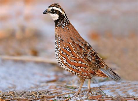 Bobwhite Quail Nesting Habits