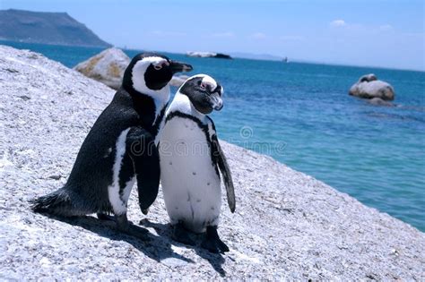 Love Birds Two Penguins Sit On A Rock And Show Affection For Each Other At The Sponsored