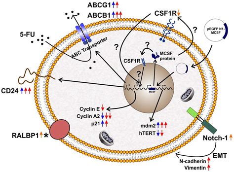 Schematic Representation For The Mechanism Of Fu Resistance In U Mg