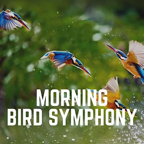 Amazon Music Bird Sounds Nature Sounds Backgrounds Swedish