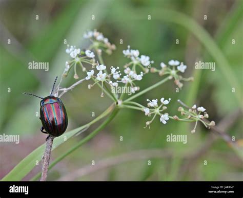 Rainbow Leaf Beetle Chrysolina Cerealis On Small Burnet Pimpinella