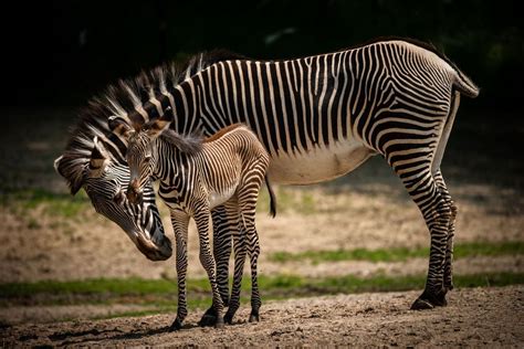 Un zèbre nouveau né a fait ses premiers pas en public au zoo de