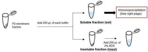 Lysis Buffer Recipe For Membrane Proteins Bryont Blog