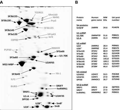 Figures And Data In Identification Of A Small Molecule Inhibitor That