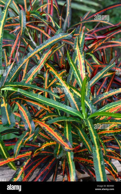 Variegatum Codiaeum Hi Res Stock Photography And Images Alamy
