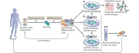 Human Ips Cell Derivation Differentiation And Applications Adult