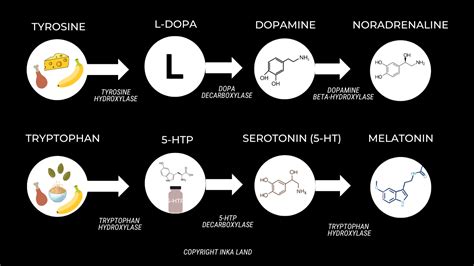 Dopamine Vs Serotonin