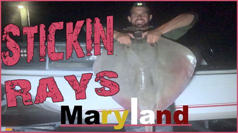 Bowfishing Stingrays In Ocean City Maryland YouTube