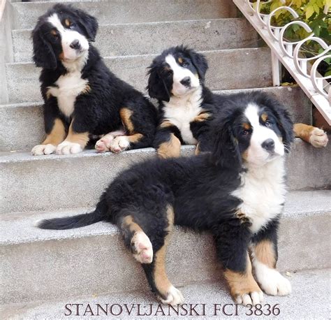 Berner Sennenhund Burnese Mountain Dog Bernese Mountain Dog Swiss