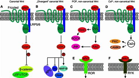 Wnt Ligands Induce Diverse Wnt Pathways A B Wnt Ligands Bind Frizzled