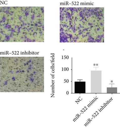 MiR 552 Promoted The HGSOC Progression Via ATG10 EMT Pathway A