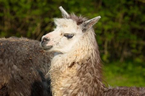 Alpaca In Profile — Stock Photo © Acceleratorhams 13992961