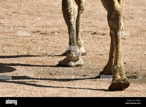 details of a desert camel Stock Photo - Alamy