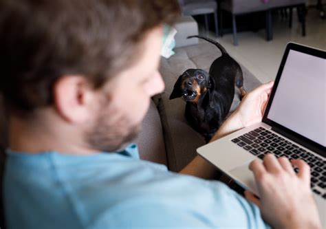 How to Stop Dachshund Barking: 5 Effective Strategies That Help