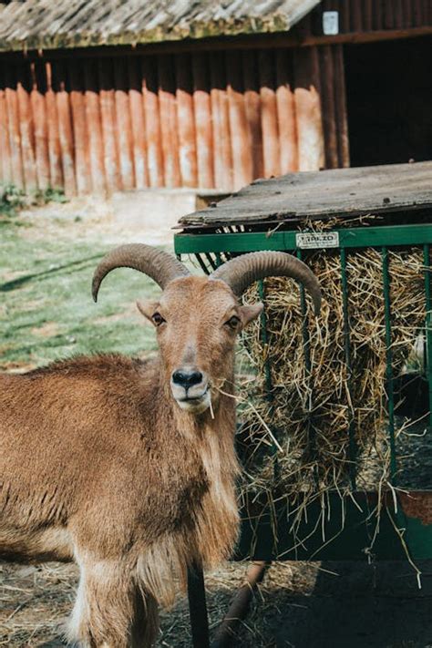 Barbary Sheep with Sharp Horns · Free Stock Photo