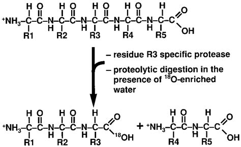 Principle Of 18 O Incorporation Into The Internal Carboxyl Group Upon Download Scientific