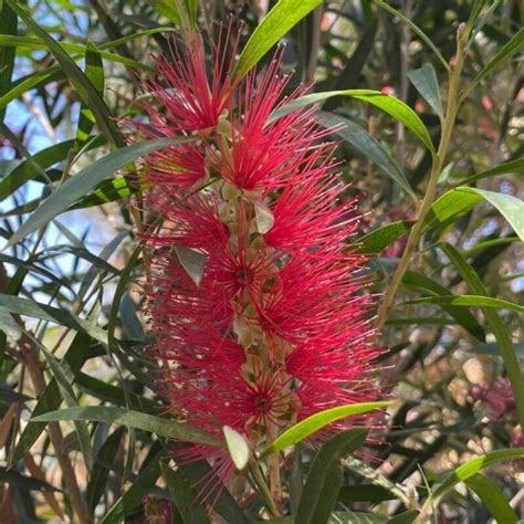 Callistemon Kings Park Special