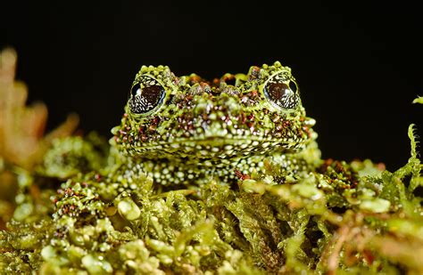 Vietnamese Mossy Frog Photograph By Francesco Tomasinelli