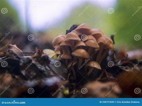 Wild Mushrooms Stock Image Image Of Wild Fungus Natural 258721839