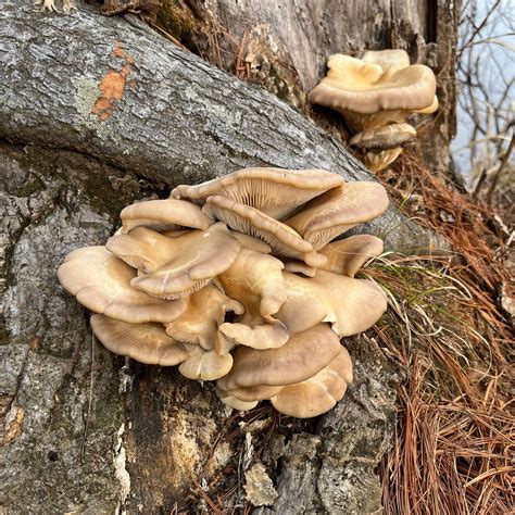 Oyster Mushrooms Identification