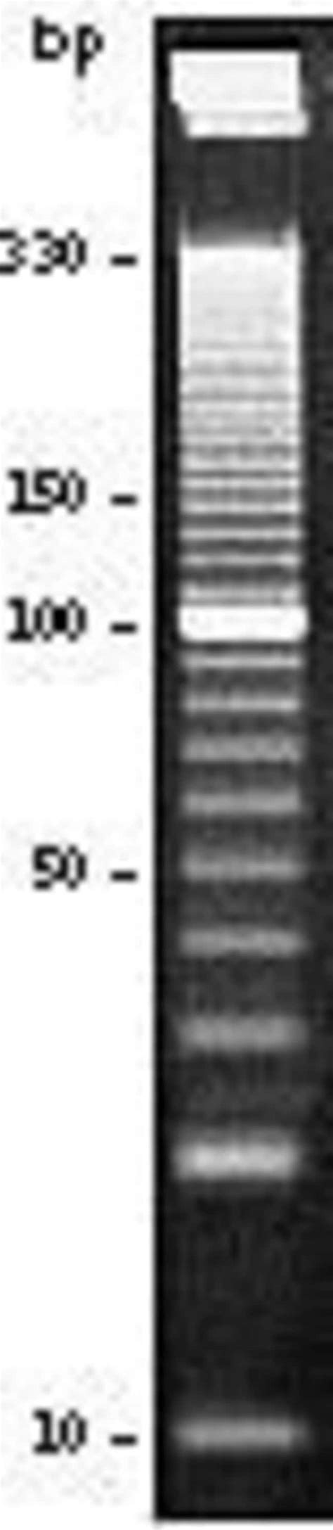 10 Bp DNA Ladder Thermo Fisher Scientific