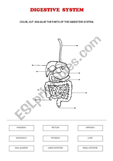 Digestive System Esl Worksheet By Ana Cuenca