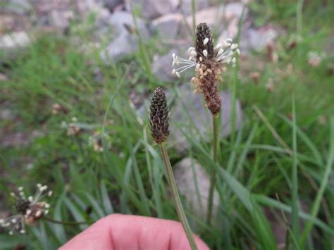 Photo Flower Plantago Lanceolata Ribwort Plantain, 41% OFF