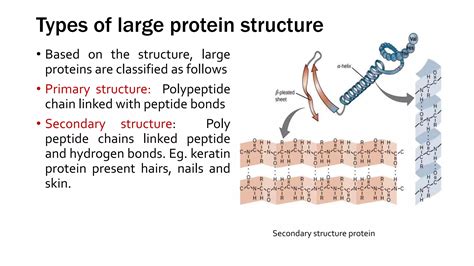 Cell And Macromolecules Ppt