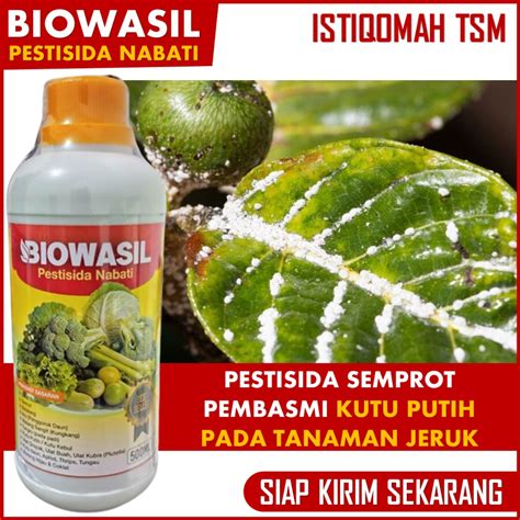 Jual Obat Semprot Anti Hama Kutu Putih Pada Jeruk Limau Lemon Jeruk