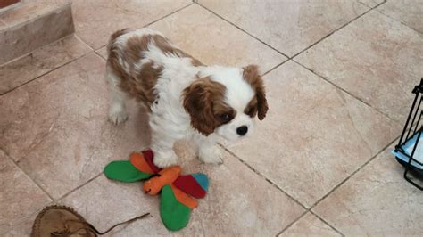 Cavalier King Charles Spaniel Puppies For Sale - AKC PuppyFinder