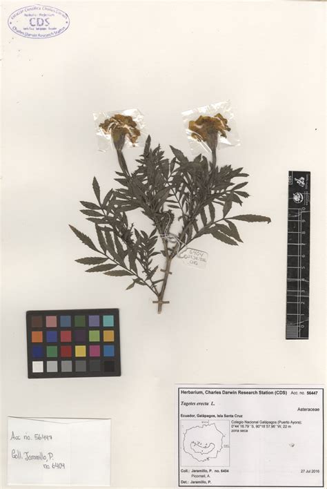 Tagetes Erecta