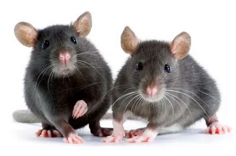 Rodent Control Services At Rs 10 Sq Ft In North Dumdum ID 2853448745897