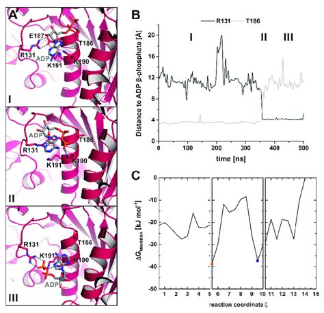 Unbiased Md Simulations Captured A Potential Adp Release Pathway A